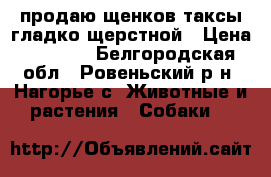 продаю щенков таксы гладко щерстной › Цена ­ 2 000 - Белгородская обл., Ровеньский р-н, Нагорье с. Животные и растения » Собаки   